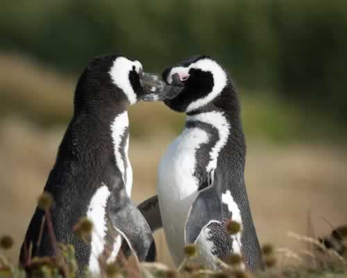 男人不主动联系的真相与如何让他主动联系-玫瑰婚恋恋爱网