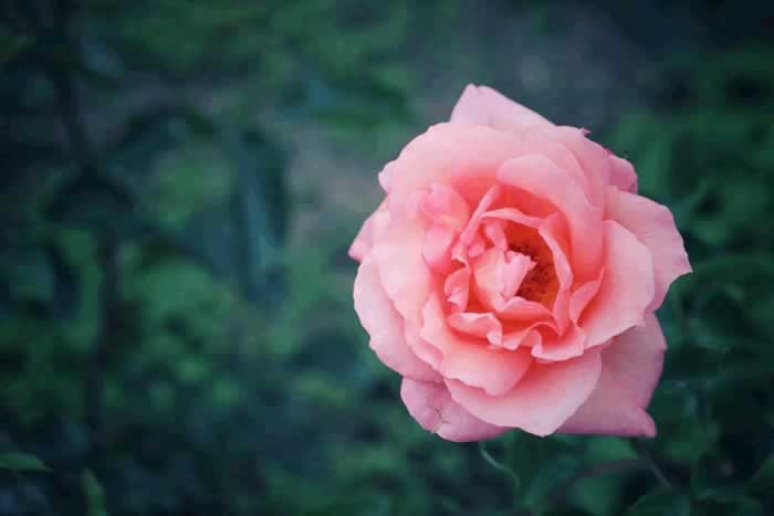 背叛婚姻的男人，会真心回归家庭吗？来听听已婚男人的心里话_嘉待情感