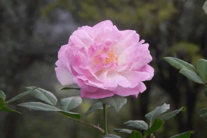 抓住男人心的秘诀：半糖主义_嘉待情感