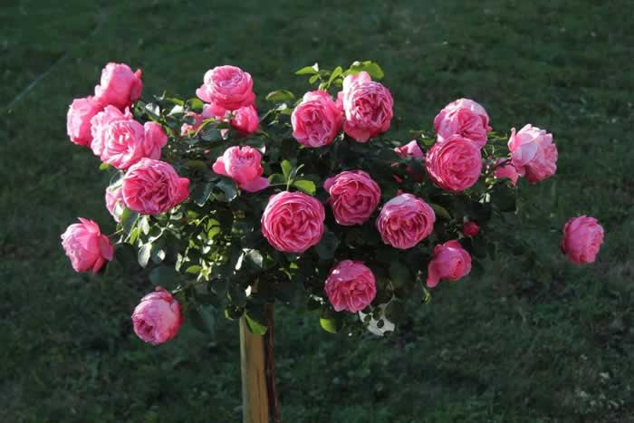 抓住男人心的秘诀：半糖主义_嘉待情感