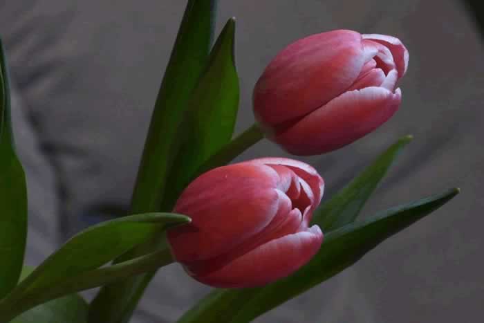 有些女人，让男人越来越着迷是有原因的_嘉待情感