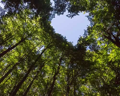 青春期恋爱遭遇家庭阻挠如何化解矛盾共同成长-玫瑰婚恋恋爱网