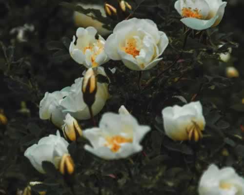 这些高情商表达方式，可以让男人死心塌地，爱你更深