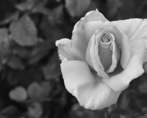 男人出轨后如何赢得信任关键六步-玫瑰婚恋恋爱网