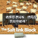 选择原谅背叛,结局是否如你期待?(图1) 选择原谅背叛,结局是否如你期待?(图1)